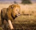 Only 250 lions left in West Africa