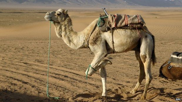 Camel infection ‘led to Mers death’